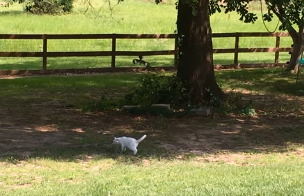 Danny Merrell Shares Home Video of Birds Dive-Bombing Cat