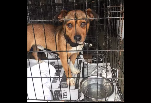 Local Shelter in Need of Help After Rescuing Over 70 Dogs &#038; Cats