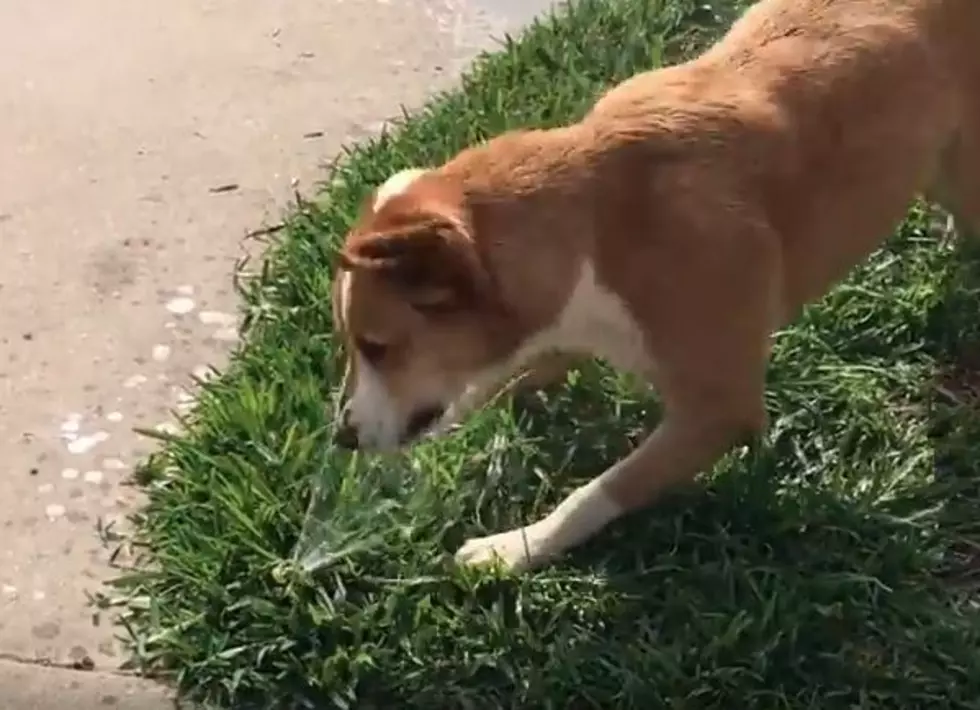 Funny Video of an Annoyed Dog Attacking a Sprinkler