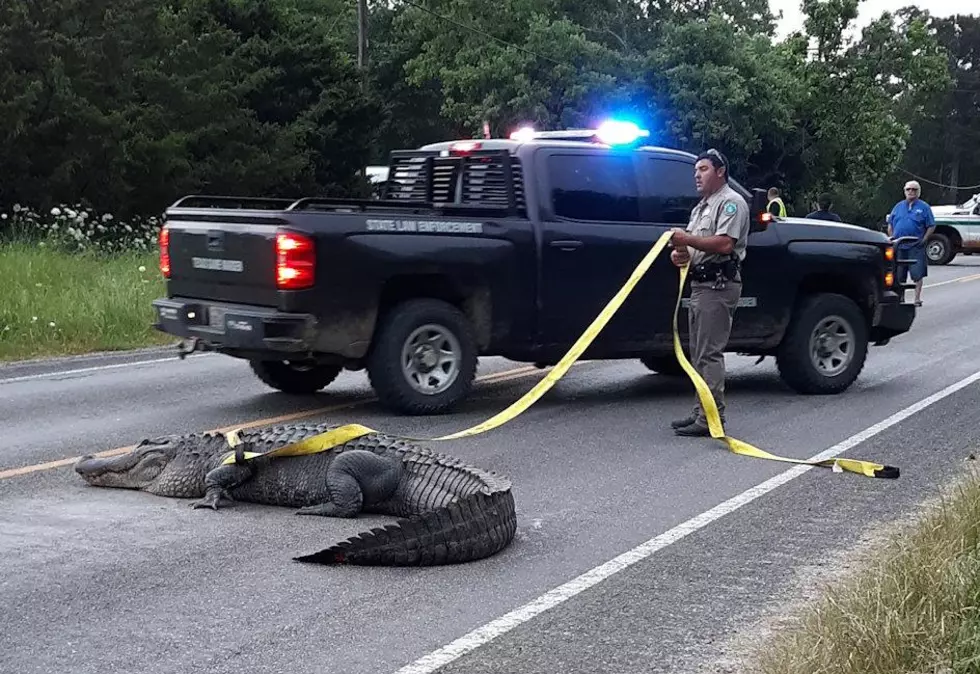 VIDEO: Monster Alligator Blocks Livingston Area Traffic