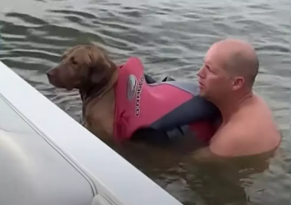 Drowning Dog in Lake Houston Gets Rescued, Finds Forever Home