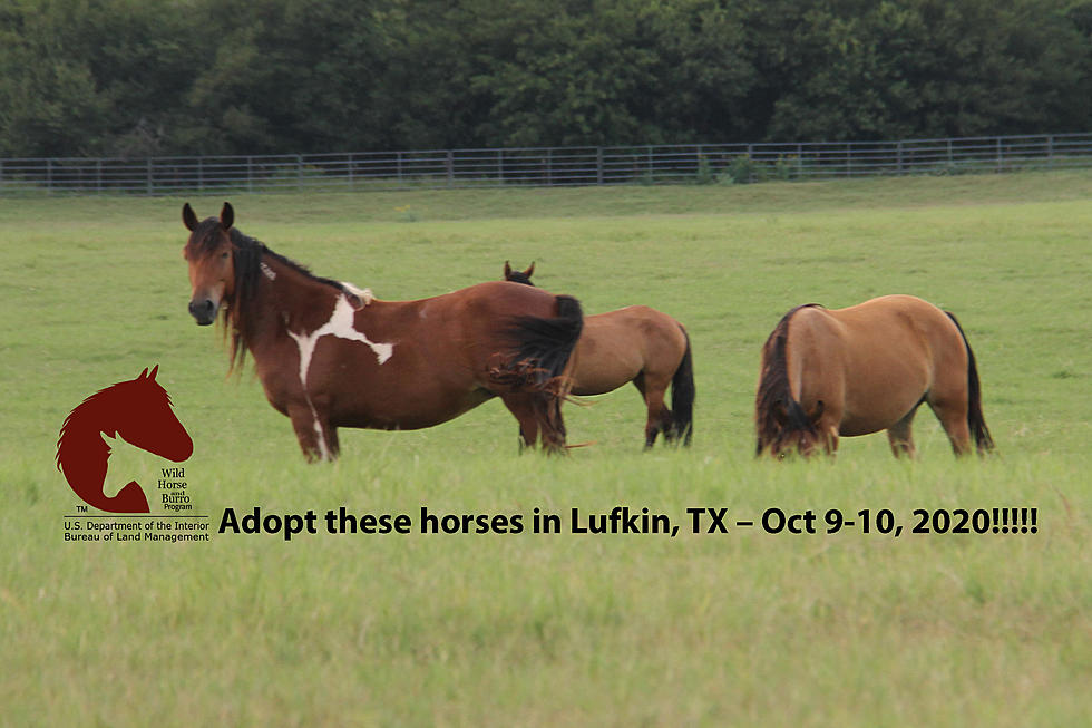 Wild Horse and Burro Adoption is Coming to Lufkin Oct 9-10