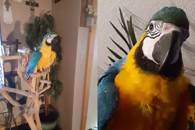 Fuller Springs Woman Asking for Help in Locating Missing Macaw