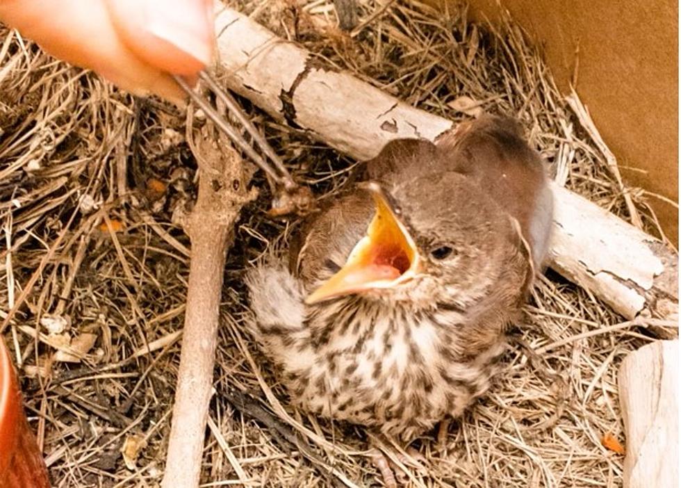 We Rescued an Injured Baby Bird&#8230;Now What?