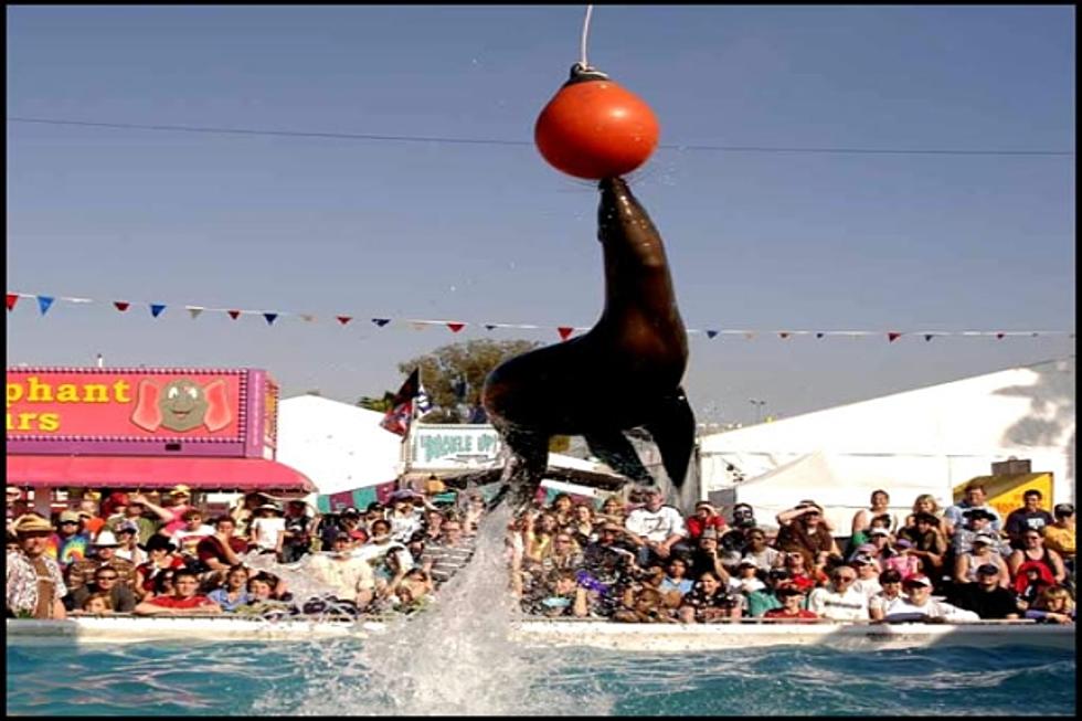 Sea Lions, Yes, Sea Lions Will Make a Splash at Upcoming Forest Festival