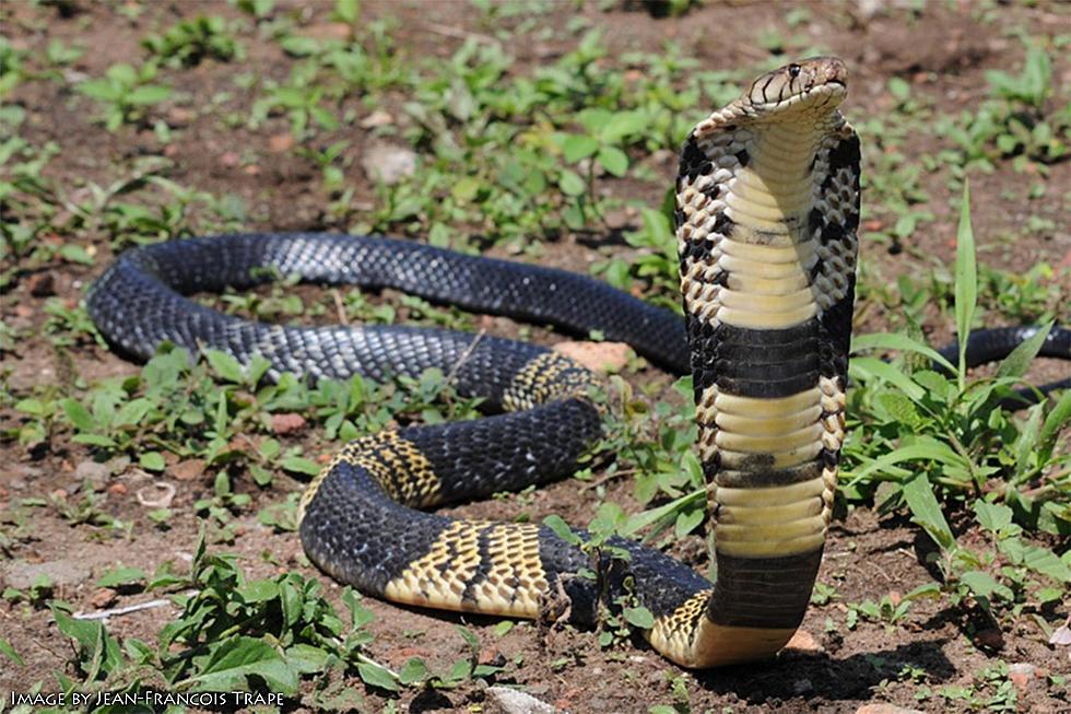 Dangerous Cobra Remains on the Loose in D/FW Metroplex