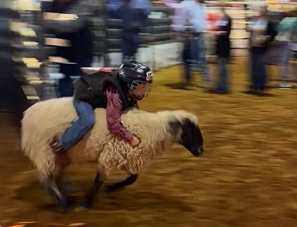 Mutton Busters Shine at First Night of the Nacogdoches Rodeo