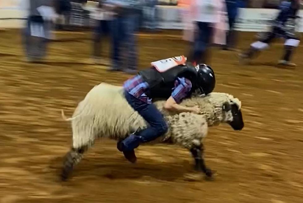 Mutton Busting at the Angelina Benefit Rodeo
