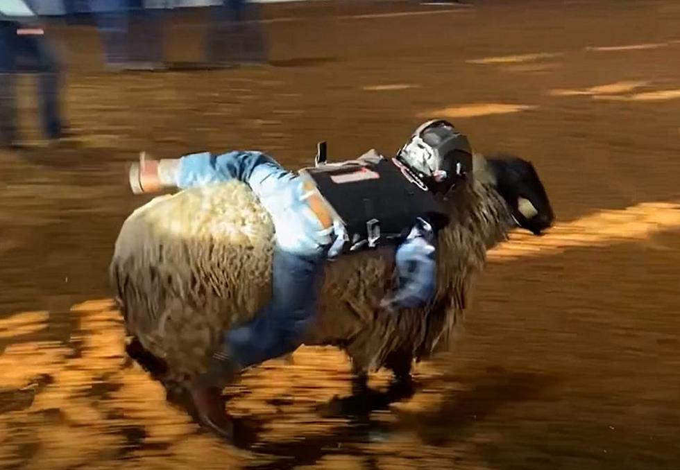 Friday Night Rides from Mutton Busting at the Nacogdoches Rodeo