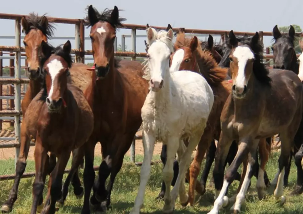 Wild Horse Adoption Event Coming to Center, Texas this Weekend