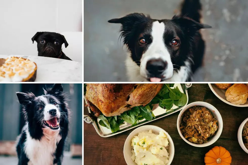 Do Not Give Your Dog These Thanksgiving Foods