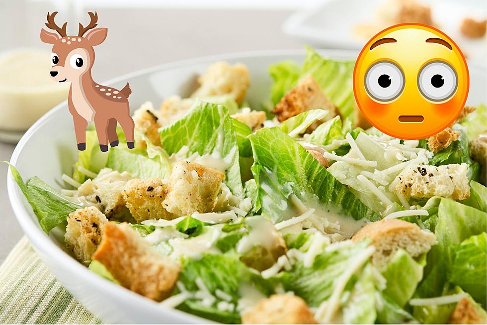 Public Alert Issued for Ready-To-Eat Salads With Deer Droppings?!
