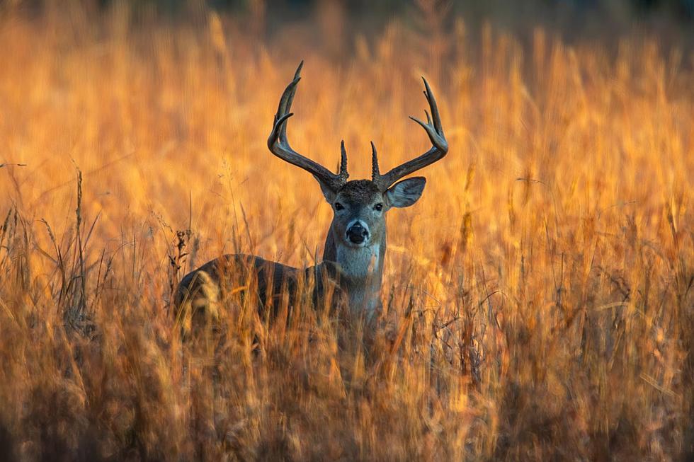 Deadly Disease Confirmed in East Texas Deer