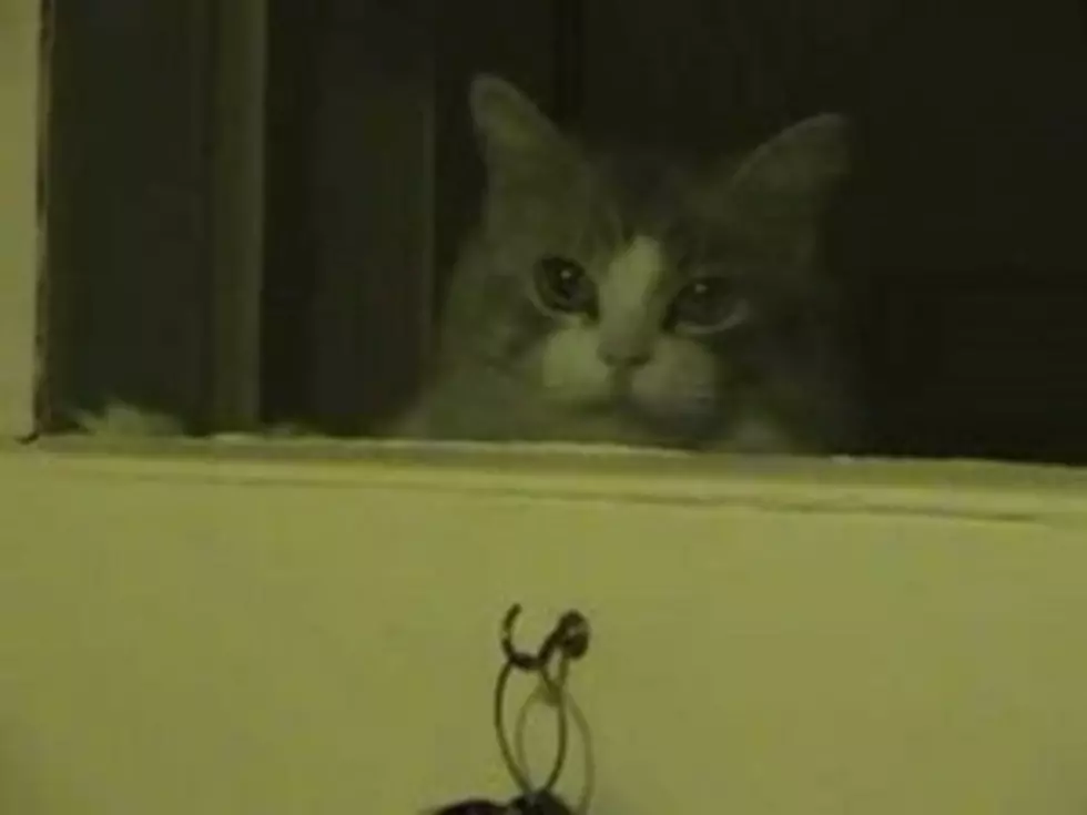 A Cat And a Door Knocker [VIDEO]