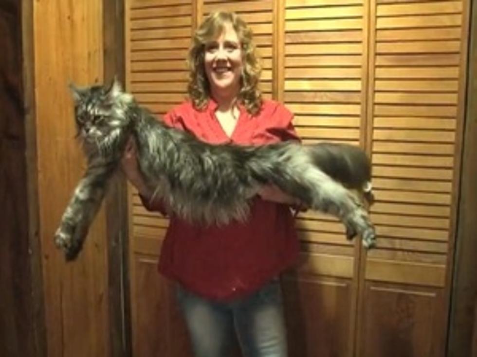 World Record: The Longest Cat is Really, Really Long! [VIDEO]