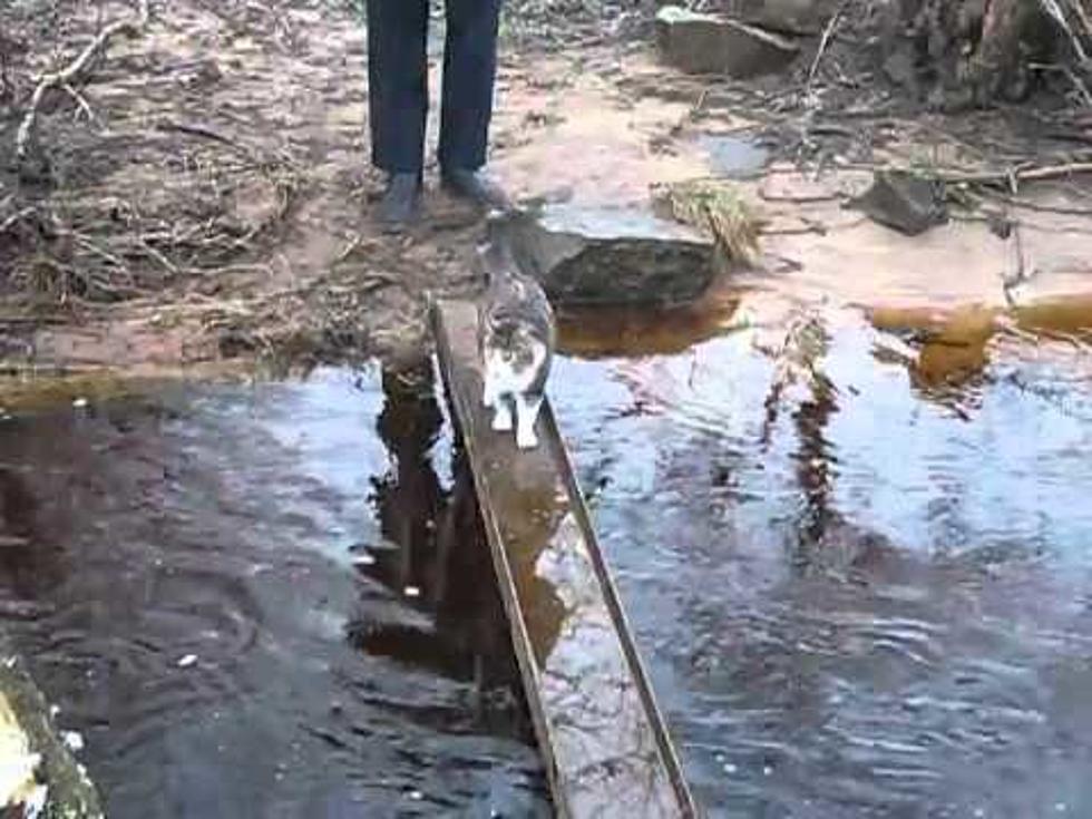 This Cat Cleverly Avoids Water [VIDEO] [POLL]