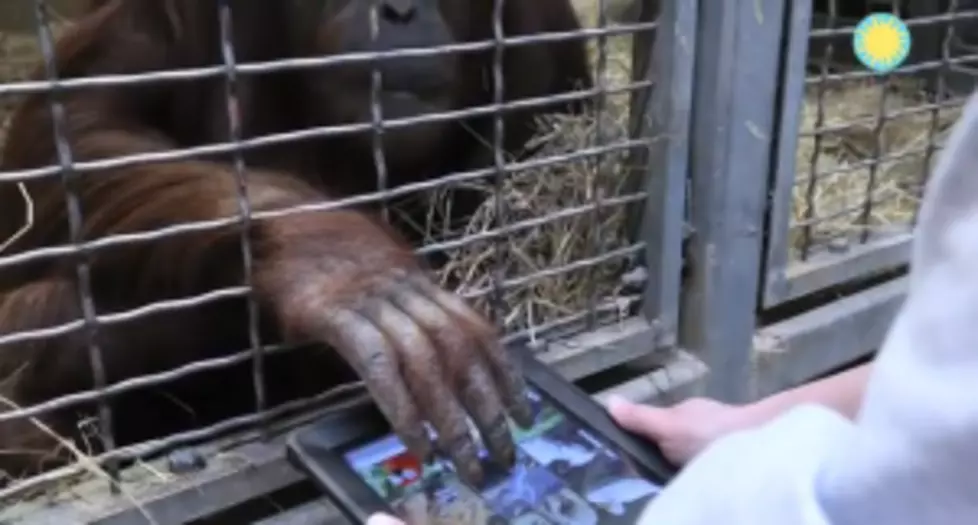 &#8216;Apps For Apes&#8217; a Program to Let Orangutans Use iPAD [VIDEO]