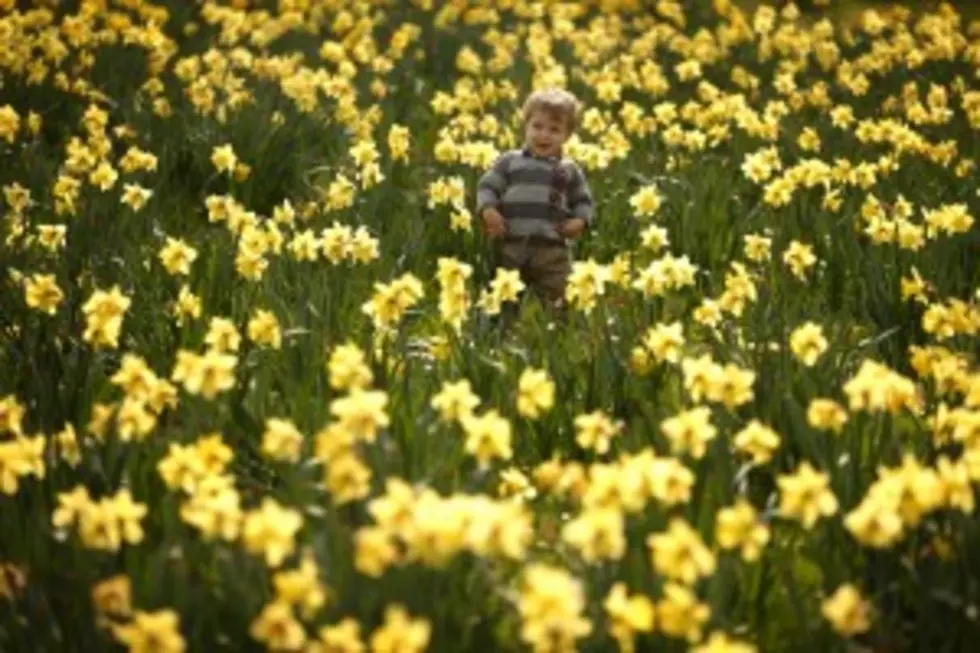 Camden Daffodil Festival To Ring in Spring 2013