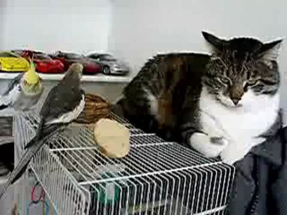 A Bird Serenades a Cat, And The Cat Likes it! [VIDEO]