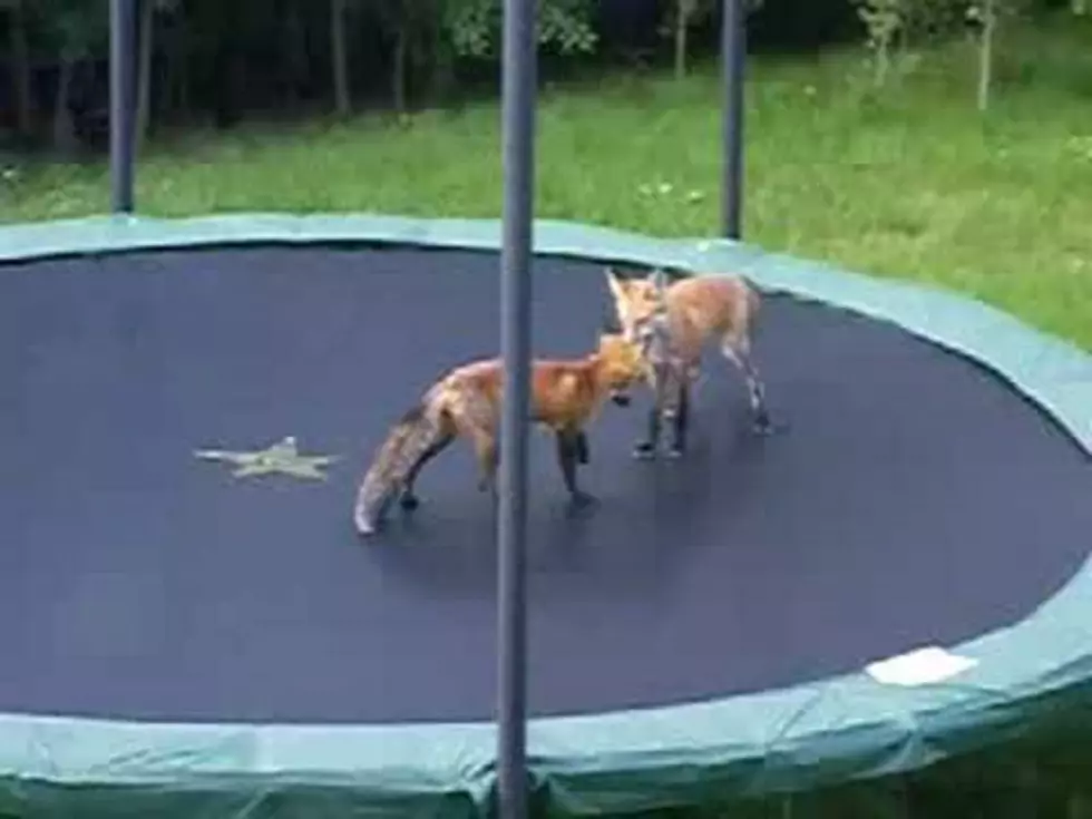 Foxes discover trampoline fun!