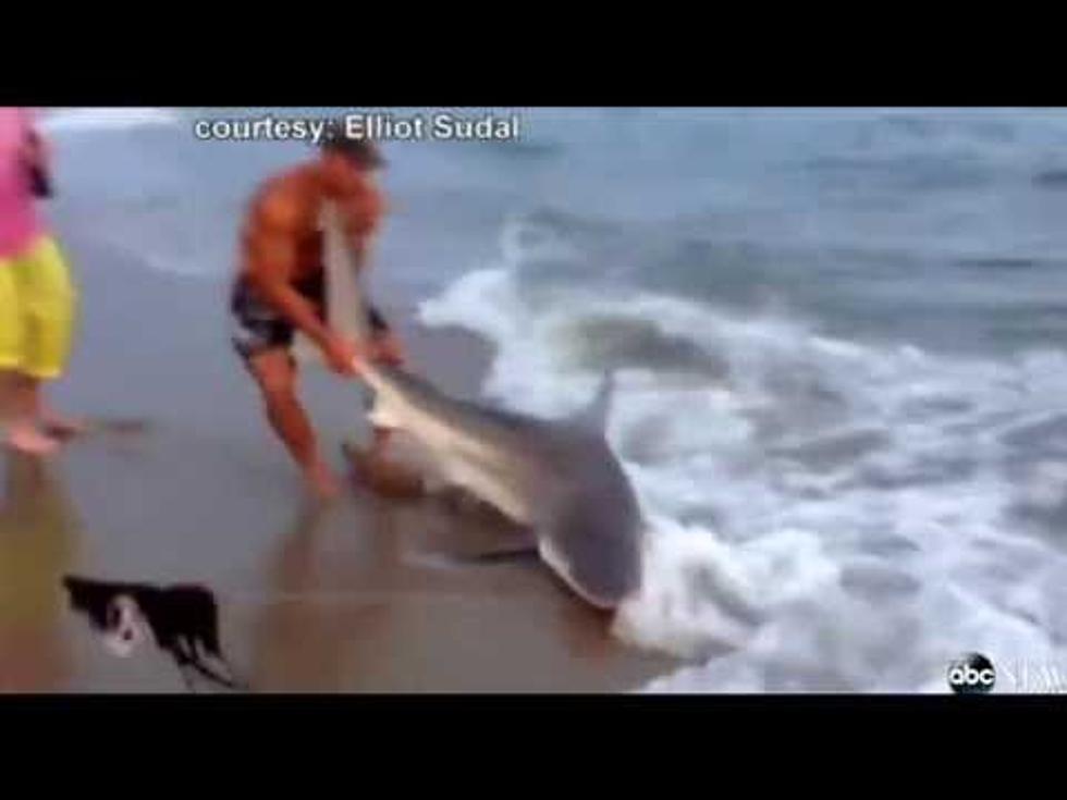 Shark Wrestler [VIDEO]