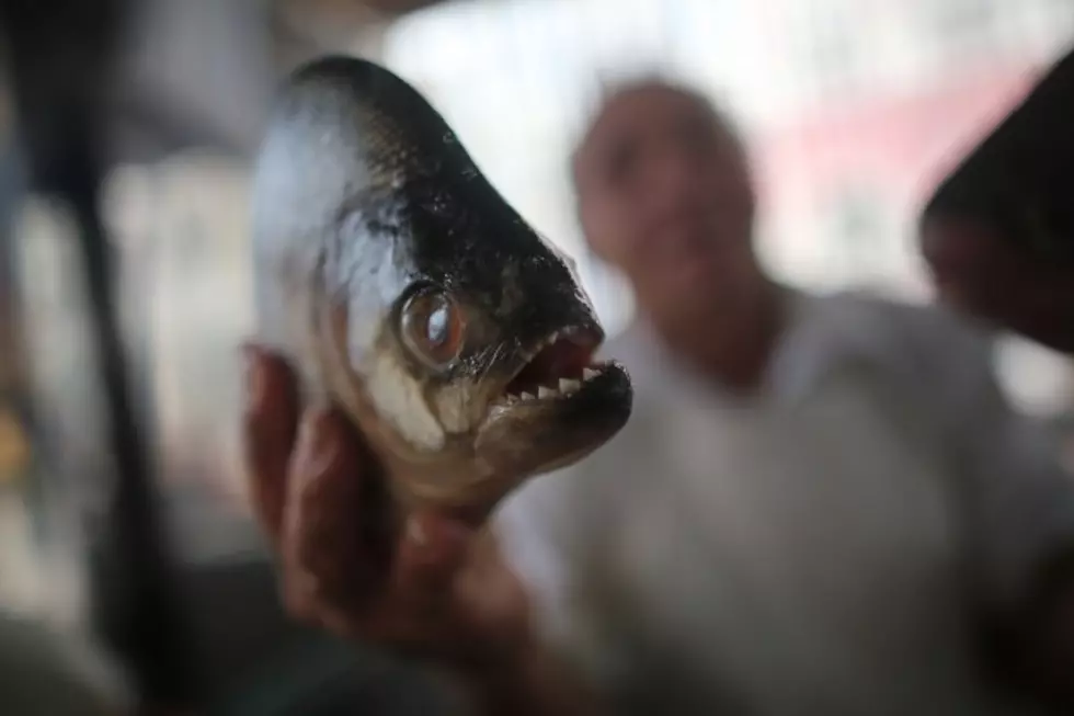 Woman Freaks Over Fish Pedicure [VIDEO]