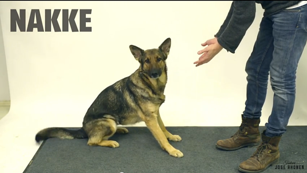 Magician Tricks Dogs With Disappearing Treats [VIDEO]