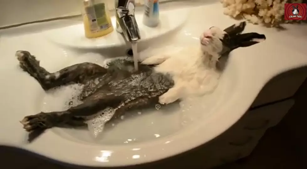 Incredible! A Rabbit Gets The Spa Treatment And Loves it! [VIDEO]