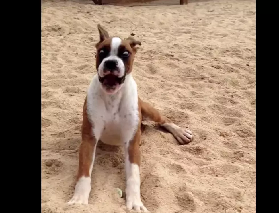 Boxer Loves Limes – We Think [VIDEO]