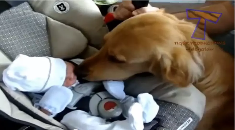 Pets meet babies 
