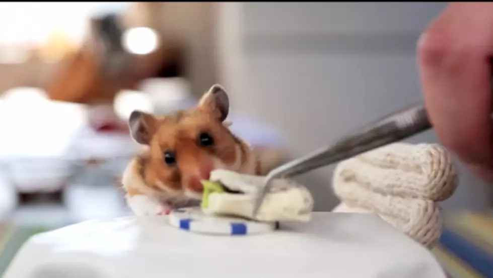 Watch a Hamster Eat Teeny Tiny Burritos [VIDEO]
