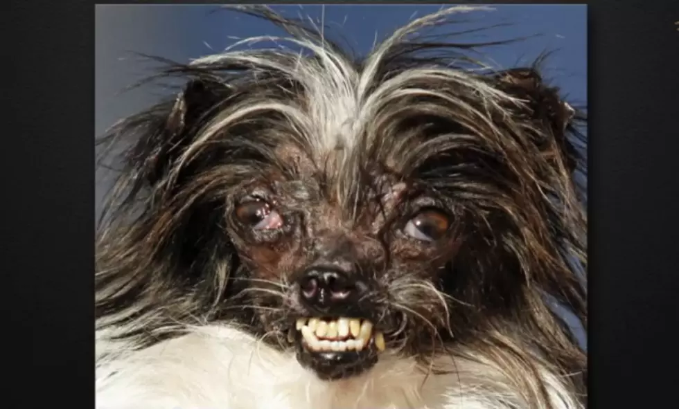 World&#8217;s Ugliest Dog Gets Makeover [VIDEO] [POLL]