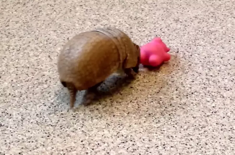 Baby Armadillo Playing &#8211; Too Cute! [VIDEO]