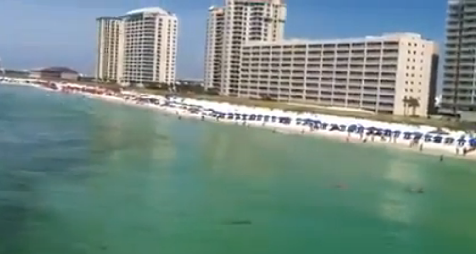 Hammerhead Shark Swims Too Close to Beach in Florida! [VIDEO][NSFW]