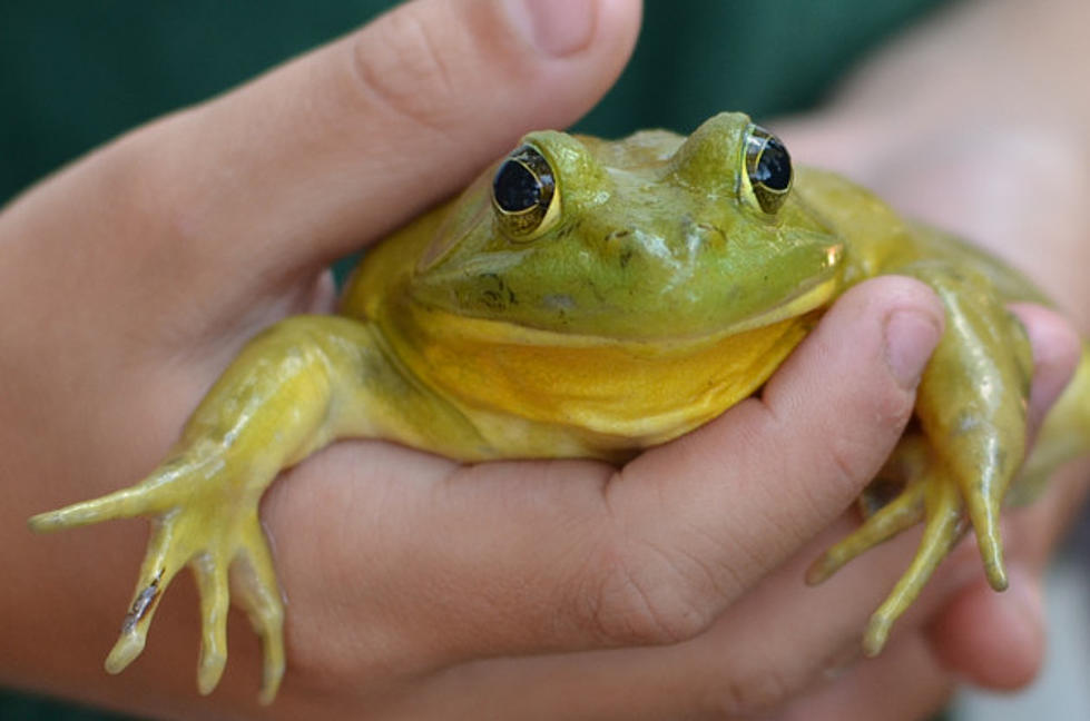 Texas Firefighters Save Pet Frog From Croaking Near Fort Worth – Global Oddities [VIDEO]