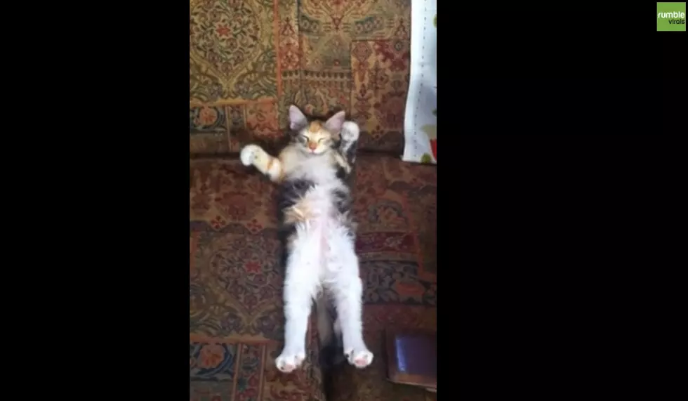 Kitten Waves While Napping, Aww! [VIDEO]