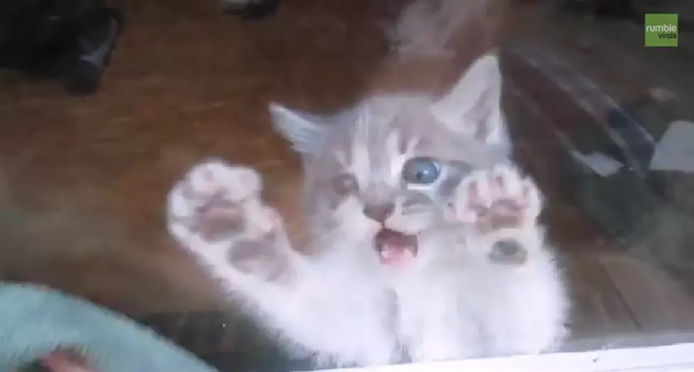 Kitten’s Frenzy Over Window Cleaning [VIDEO]