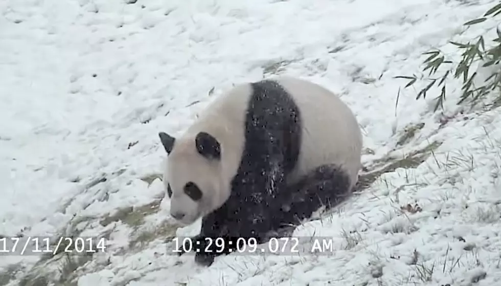 Panda Plays in the Snow
