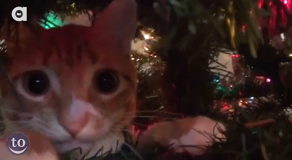 Hilarious Cats vs. The Christmas Tree! [VIDEO]