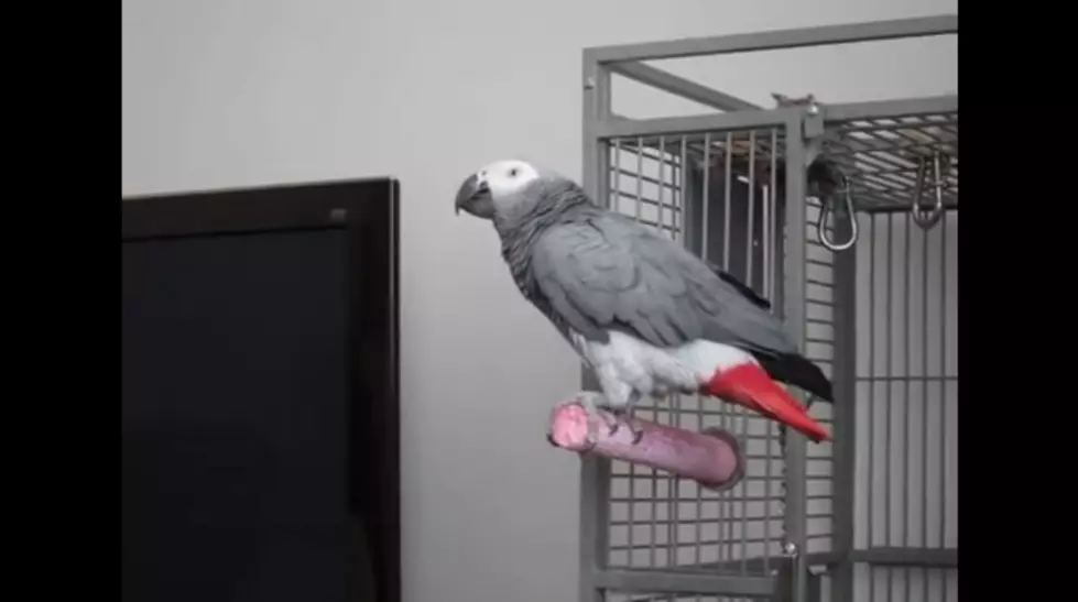 Awesome Parrot Says ‘Bond, James Bond’ [VIDEO]