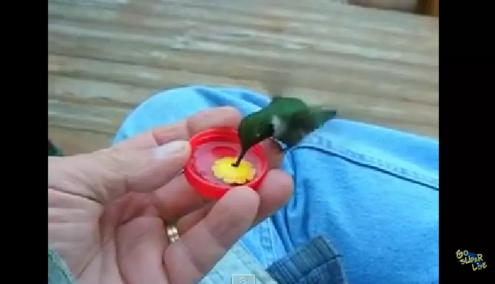 Hummingbird Drinks from Hand, Amazing! [VIDEO]