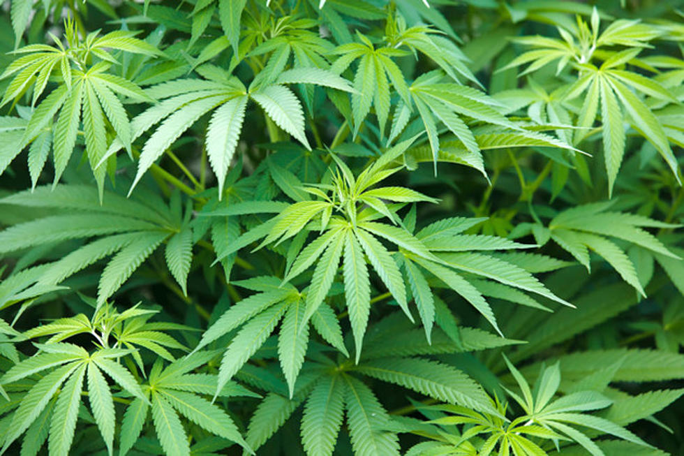 Miller County Deputies Arrest Alleged Marijuana Grower