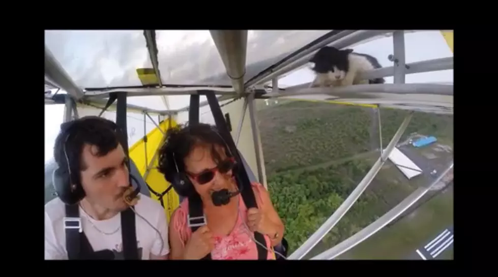 Cat Appears Under Wing of Glider Plane During Flight! [VIDEO]