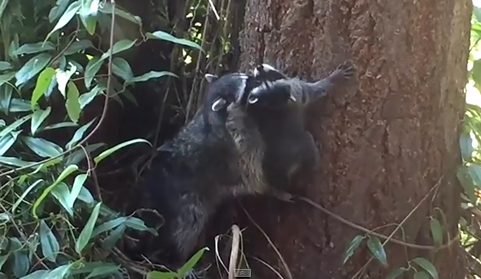 Momma Raccoon Teaches Baby Coon to Climb Trees [VIDEO]