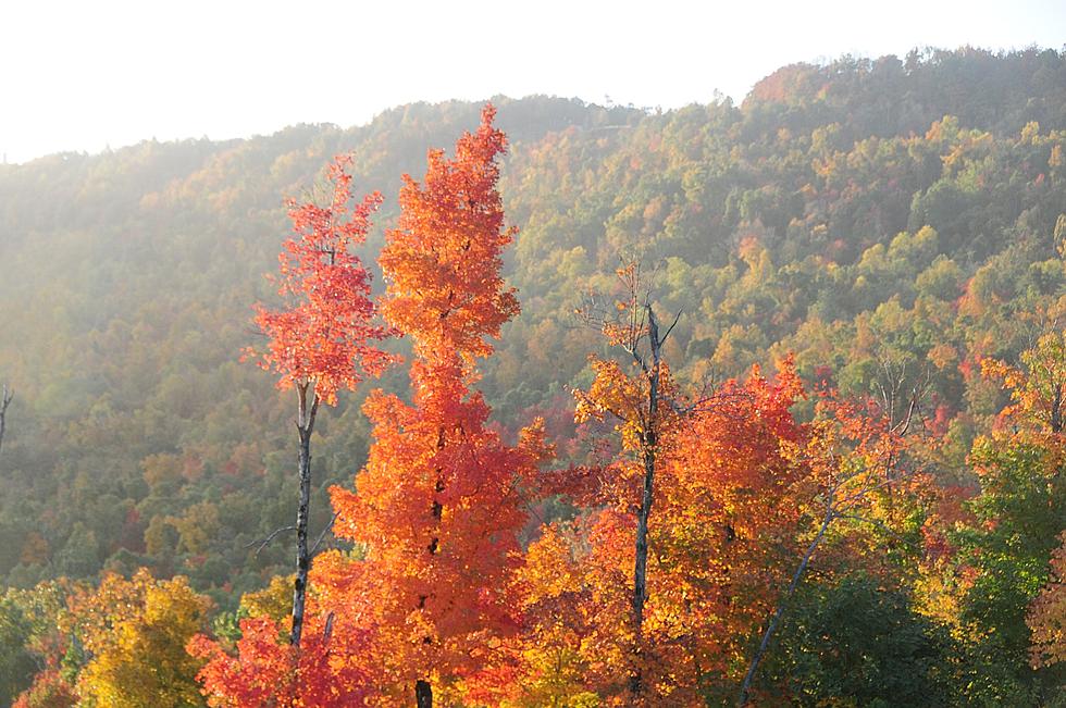 Fall Leaves Change Colors, But Have You Ever Wondered Why?