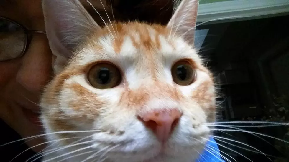 Texarkana&#8217;s Best Pet Selfie Contest