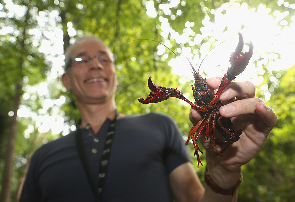 Mutant Crawfish Can Clone Itself… Anyone Else Getting Hungry?