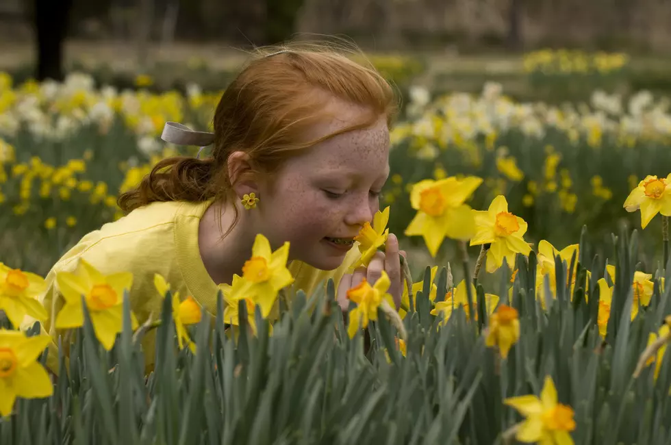 The 24th Annual Camden Daffodil Festival Is This Weekend, March 8-9