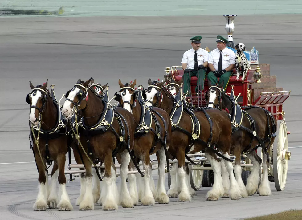 Budweiser Clydesdales at Oaklawn Park in Hot Springs May 4