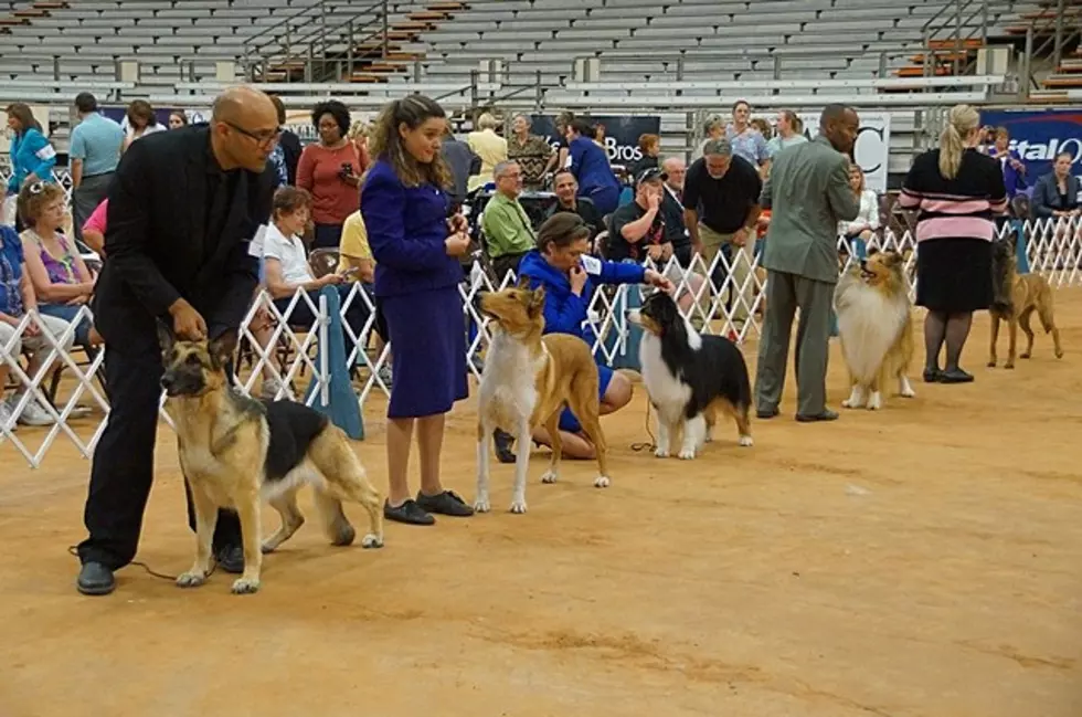 The AKC All-Breed Dog Show Returns to Texarkana This Weekend, February 1st and 2nd